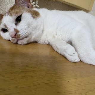 白茶のもかくん