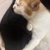 白茶のもかくん サムネイル2