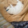 白茶のもかくん サムネイル3