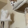白茶のもかくん サムネイル4