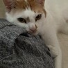 白茶のもかくん サムネイル5