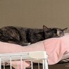 小柄ミヌエット サムネイル3