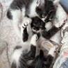 敷地内で野良猫が出産してました。子猫4匹里親募集 サムネイル4