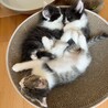 敷地内で野良猫が出産してました。子猫4匹里親募集 サムネイル5