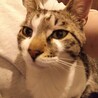 【抱っこOK♪お膝大好きな甘えん坊キジ白くん】 サムネイル2