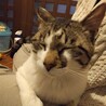 【抱っこOK♪お膝大好きな甘えん坊キジ白くん】 サムネイル3
