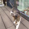 【抱っこOK♪お膝大好きな甘えん坊キジ白くん】 サムネイル4