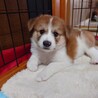 のんびり屋の【いせちゃん】 サムネイル5