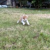 のんびり屋の【いせちゃん】 サムネイル7