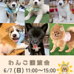 ワンコだらけの譲渡会 サムネイル1