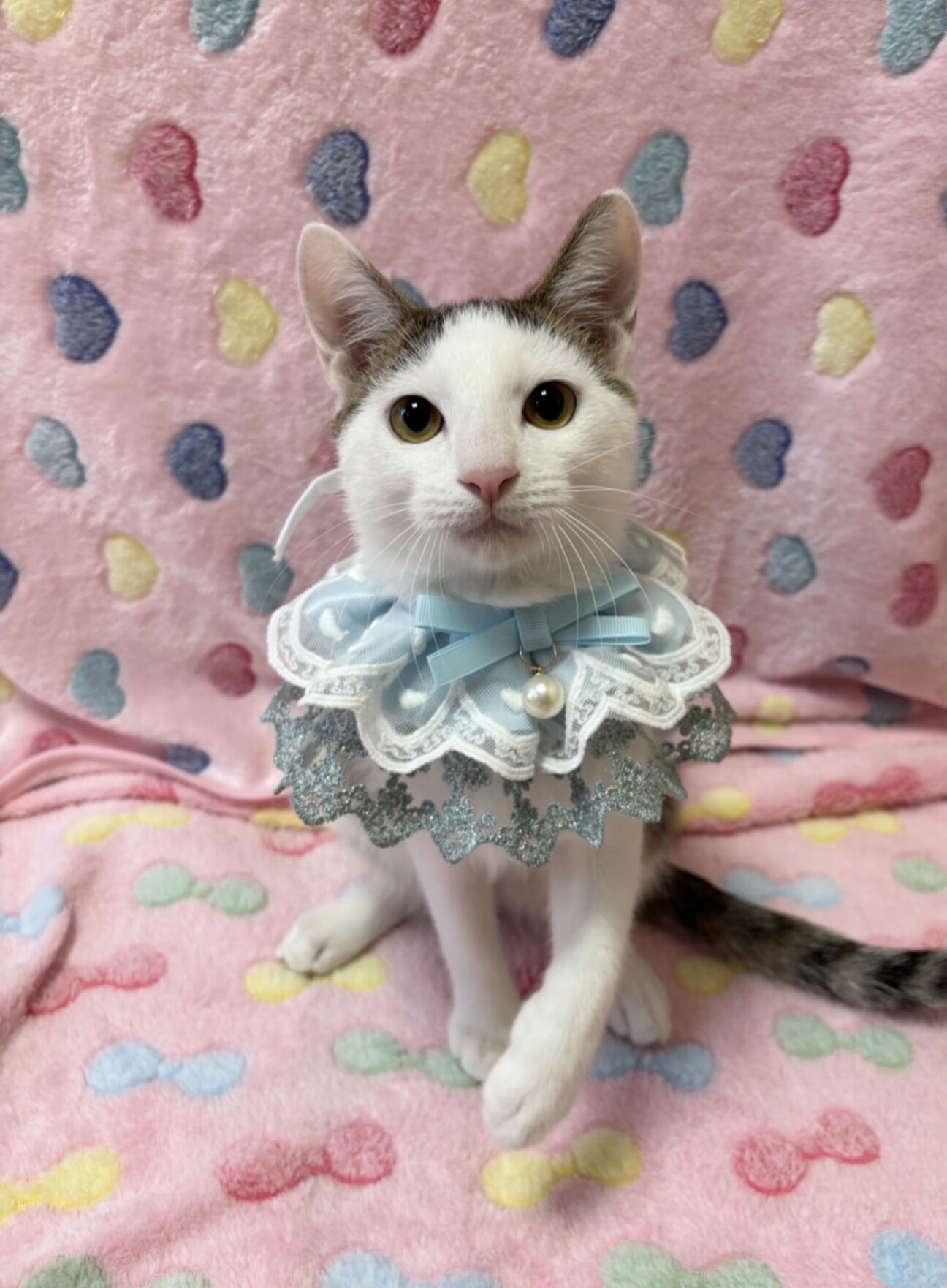 おもしろフェイスのうずら君」東京都 - 猫の里親募集(541659