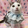 おもしろフェイスのうずら君 サムネイル2