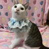 おもしろフェイスのうずら君 サムネイル3