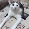 おもしろフェイスのうずら君 サムネイル4