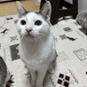 おもしろフェイスのうずら君 サムネイル5