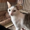 おもしろフェイスのうずら君 サムネイル6