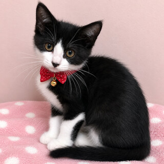 美猫兄妹！黒いお鼻のハチワレ『まめちゃん』3カ月