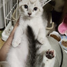 美猫兄妹！ブルーアイシャムMIX『よもぎ君』3カ月 サムネイル6
