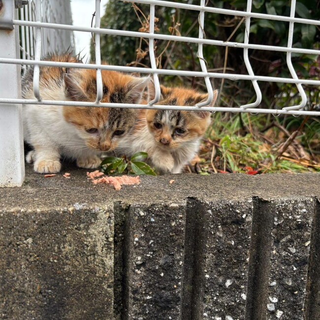 福福猫(ふふねこ)のカバー写真