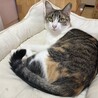 ツンデレ女子！こなつちゃん サムネイル2