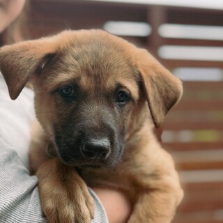 2026年3月頃生まれ野犬の仔アベル