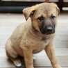 2026年3月頃生まれ野犬の仔アベル サムネイル2