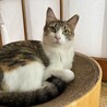 ツンデレ女子！こなつちゃん サムネイル3