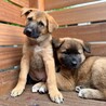 2026年3月頃生まれ野犬の仔アベル サムネイル3