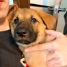 2026年3月頃生まれ野犬の仔アベル サムネイル4