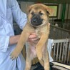 2026年3月頃生まれ野犬の仔アベル サムネイル5