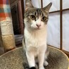 ツンデレ女子！こなつちゃん サムネイル4