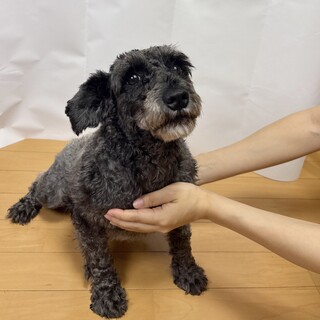 4歳ミニチュアシュナウザーの男の子♪♪