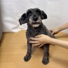 4歳ミニチュアシュナウザーの男の子♪♪ サムネイル2