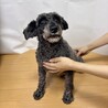 4歳ミニチュアシュナウザーの男の子♪♪ サムネイル3