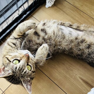 【避妊手術済み】元気いっぱいな女の子