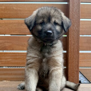 2026年3月頃生まれ野犬の仔ジョージィ