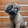 2026年3月頃生まれ野犬の仔ジョージィ サムネイル2