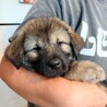 2026年3月頃生まれ野犬の仔ジョージィ サムネイル3