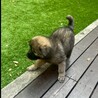 2026年3月頃生まれ野犬の仔ジョージィ サムネイル4
