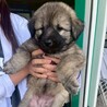 2026年3月頃生まれ野犬の仔ジョージィ サムネイル5
