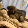2026年3月頃生まれ野犬の仔ジョージィ サムネイル6