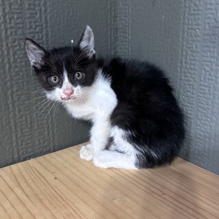 【急募】白黒ハチワレちゃん