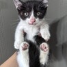 【急募】白黒ハチワレちゃん サムネイル2