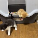 6月5日に生後1ヶ月になる猫ちゃん