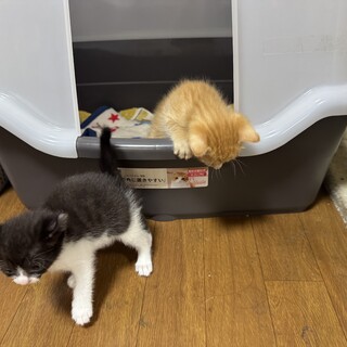 6月5日に生後1ヶ月になる猫ちゃん