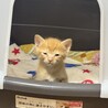 6月5日に生後1ヶ月になる猫ちゃん サムネイル2