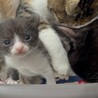 6月5日に生後1ヶ月になる猫ちゃん サムネイル3