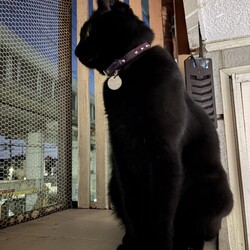 てっちゃん、トム兄ちゃんどうしてるかな