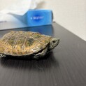 イシガメ君の里親募集中です