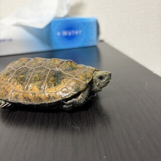 イシガメ君の里親募集中です